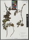 Foto von Salix hastata L.